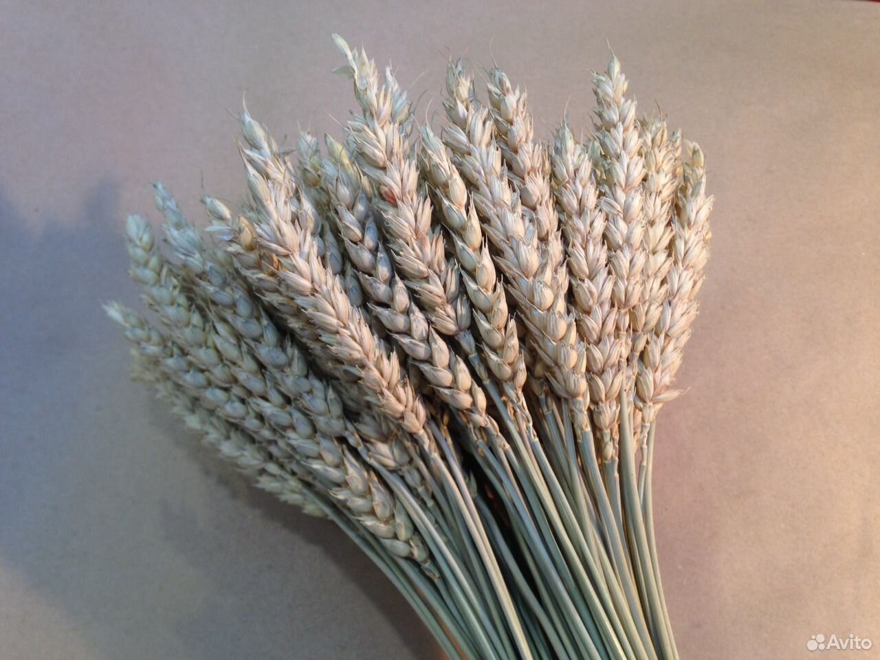Безостая пшеница Колос