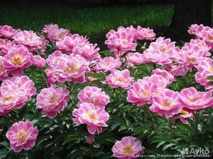 Продаю с кустов цветы роз, тюльпаны пионы и другие купить на Зозу.ру - фотография № 1