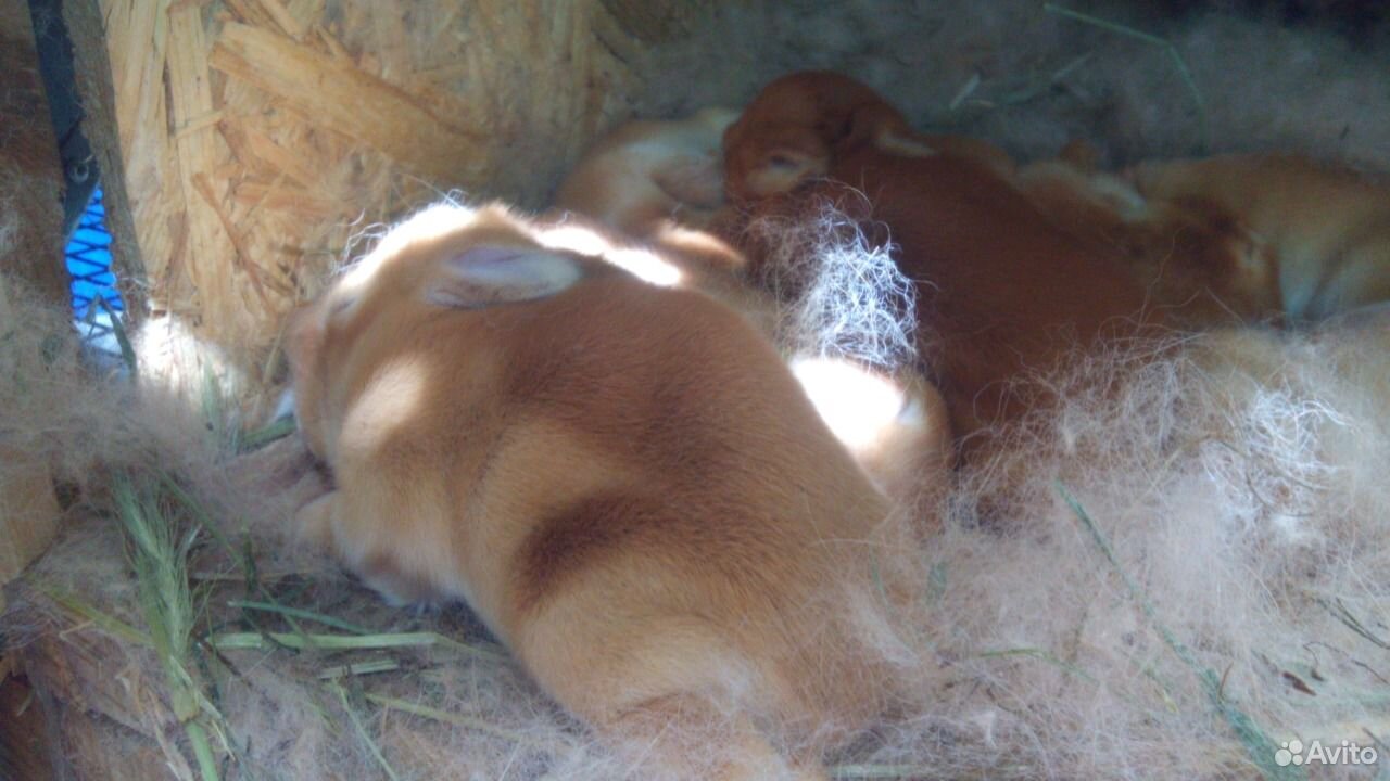 Кролики Новозеландская красная порода (нзк) купить на Зозу.ру - фотография № 3