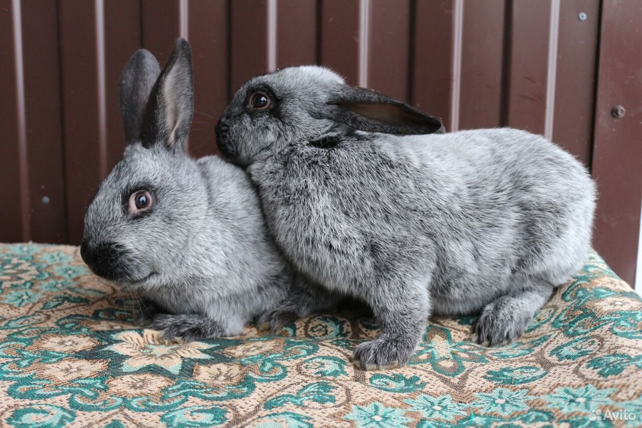 Кролики серебро купить. Кролики серебро. Полтавское серебро. Серебристый кролик. Большое советское серебро кролики.