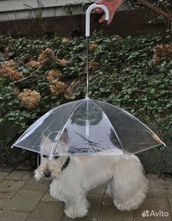 Зонт для собак купить на Зозу.ру - фотография № 2