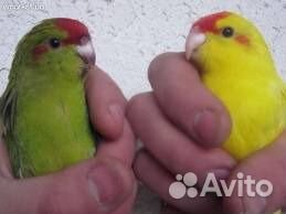 Птенцы Какарики попугаи для обучения "разговору" купить на Зозу.ру - фотография № 10