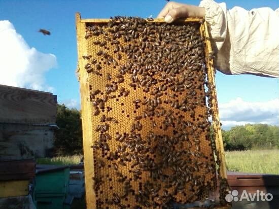Пчелопакеты и улья купить на Зозу.ру - фотография № 1
