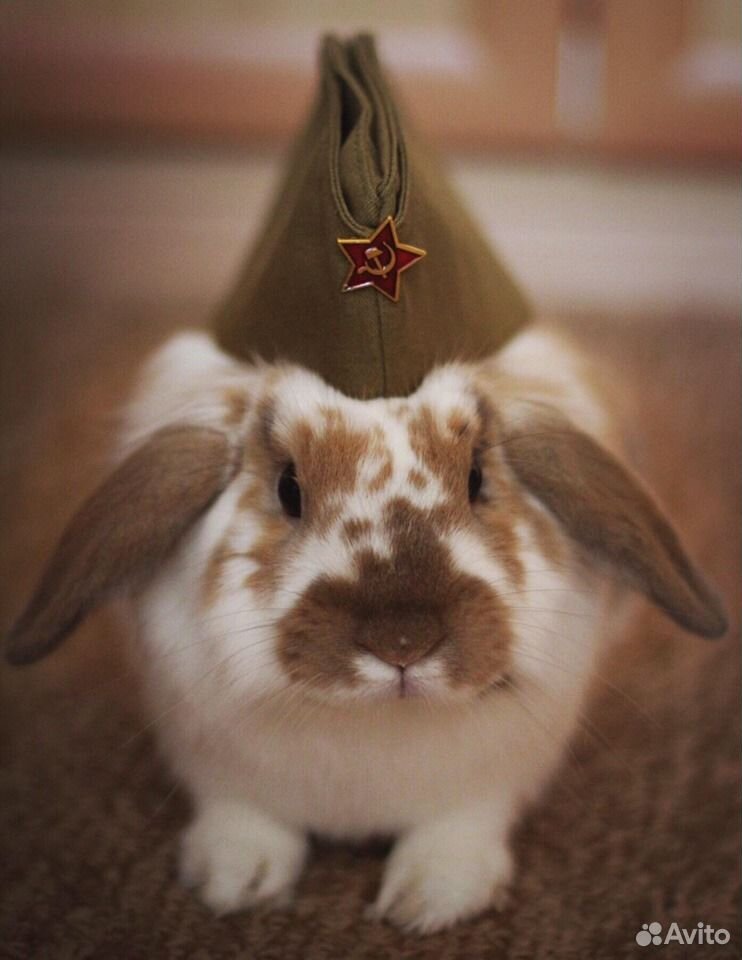 Декоративный кролик ищет подругу купить на Зозу.ру - фотография № 1