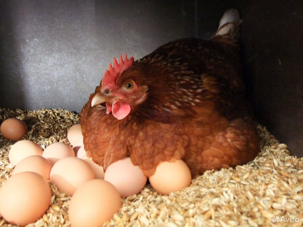 Яйцо куриное от домашних курочек. Новая Ропша купить на Зозу.ру - фотография № 2