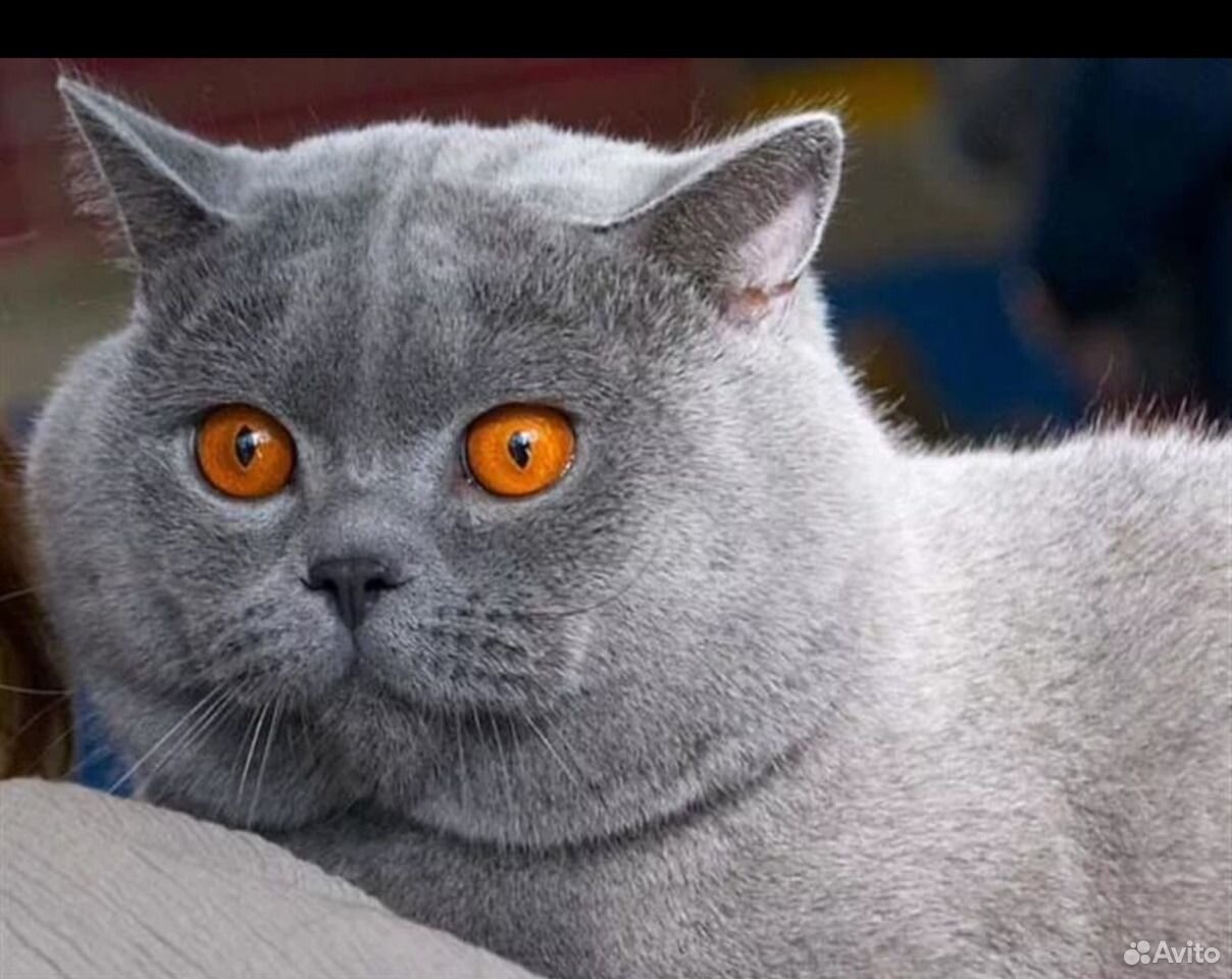 Британские коты цвет глаз