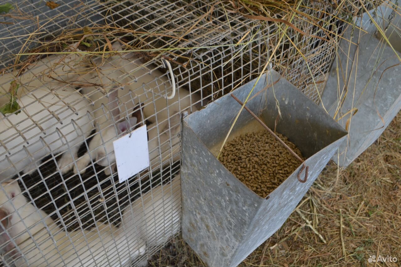 Содержание животных клетки для кроликов купить на Зозу.ру - фотография № 4