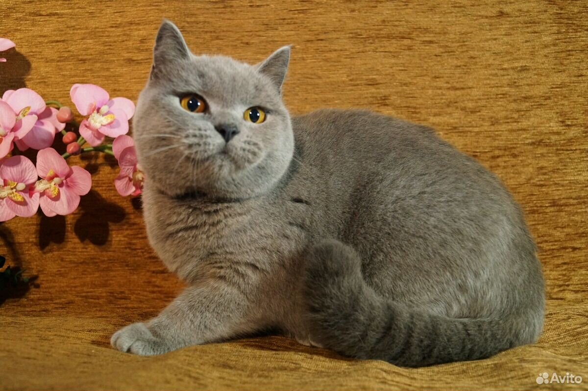 Британская короткошерстная кошка фото окрасы