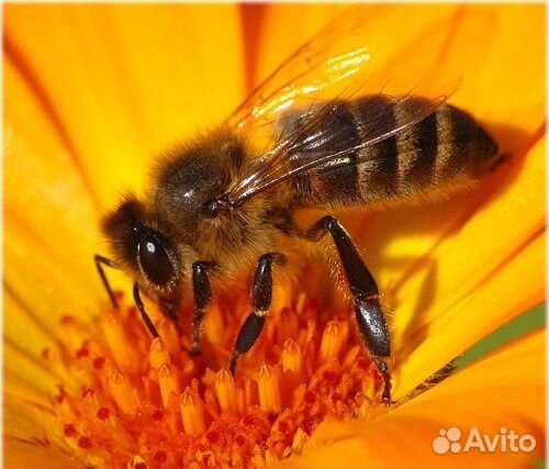 Продам пчелосемьи и отводки купить на Зозу.ру - фотография № 1