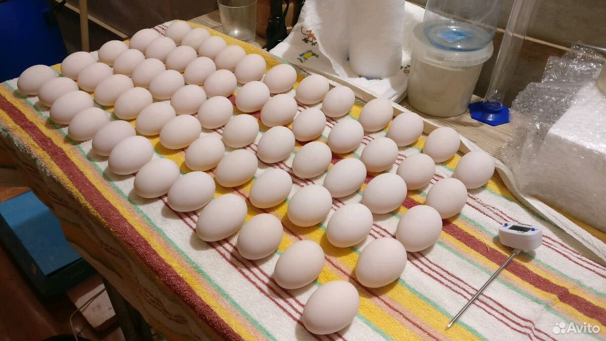 Инкубационное яйцо индоутки купить на Зозу.ру - фотография № 2