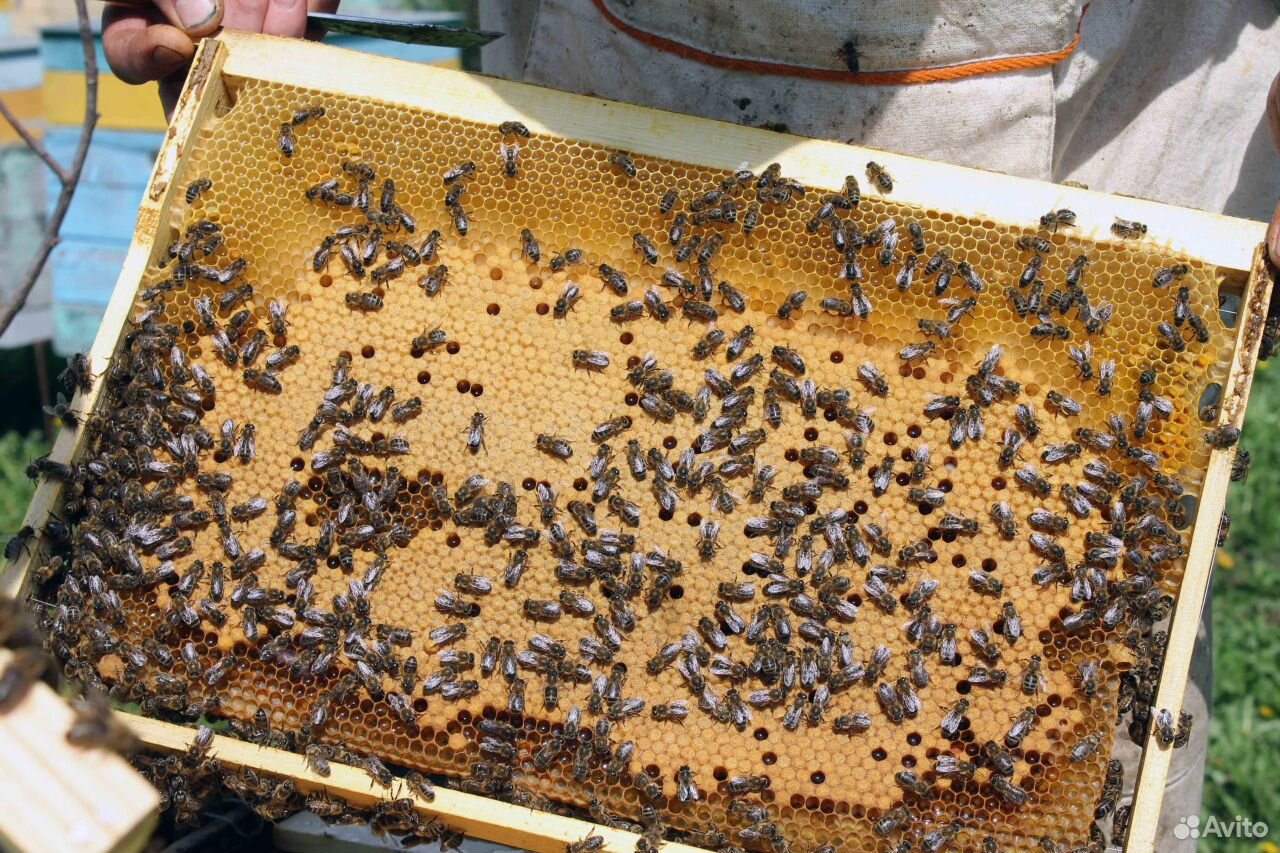 Пчёлы Пчелосемьи купить на Зозу.ру - фотография № 1