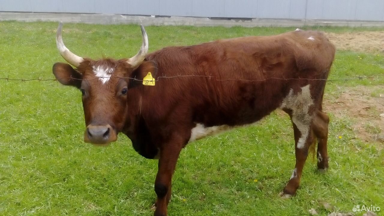 Кфх продаёт айширские стельные нетели и коровы купить на Зозу.ру - фотография № 2