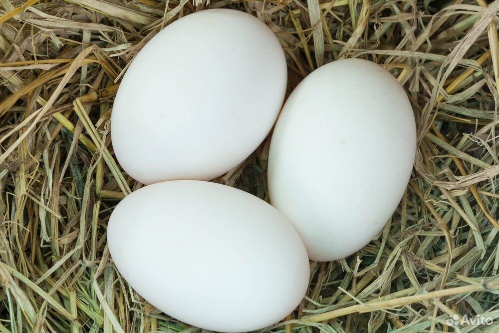 Инкубационные яйца птицы купить. Гусыня и гусиное яйцо.