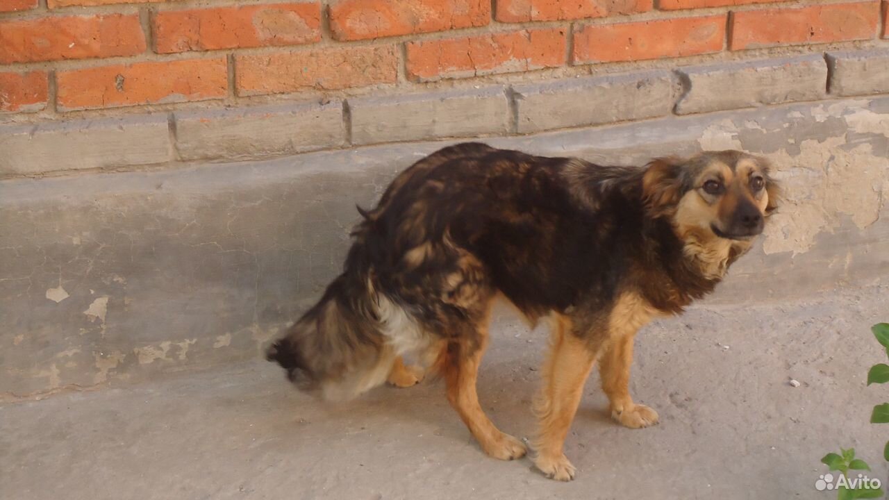 Собака Джульетта купить на Зозу.ру - фотография № 4
