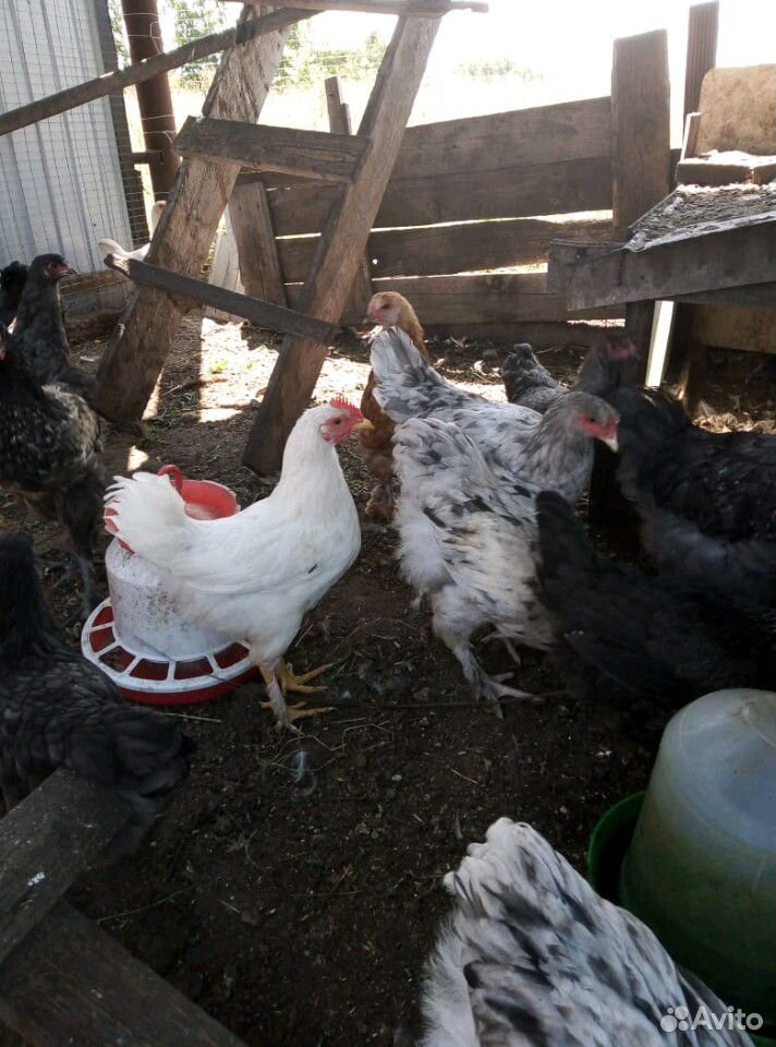 Продаются цыплята (брама) купить на Зозу.ру - фотография № 5