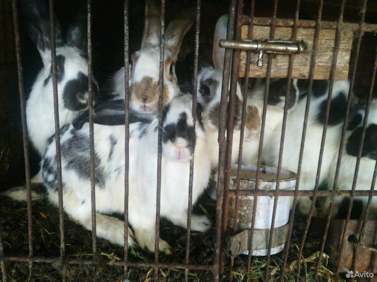 Племенные щенки. Продается айрширская корова. Авито бугуруслан животные. Мраморная свинья. Авито бугуруслан животные.