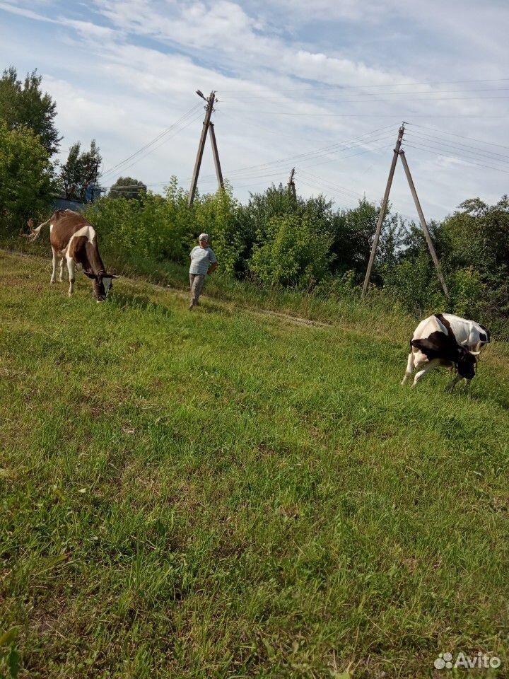 Дойные коровы,нетели,телята на мясо купить на Зозу.ру - фотография № 3