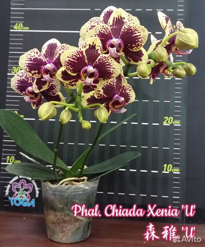 Phal. Chiada Xenia'U' купить на Зозу.ру - фотография № 1