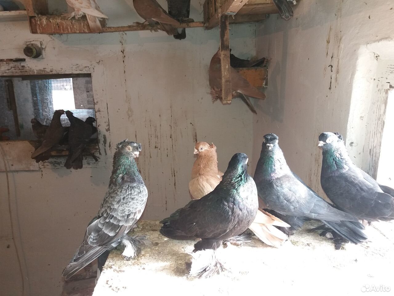 Узбекские голуби купить на Зозу.ру - фотография № 1