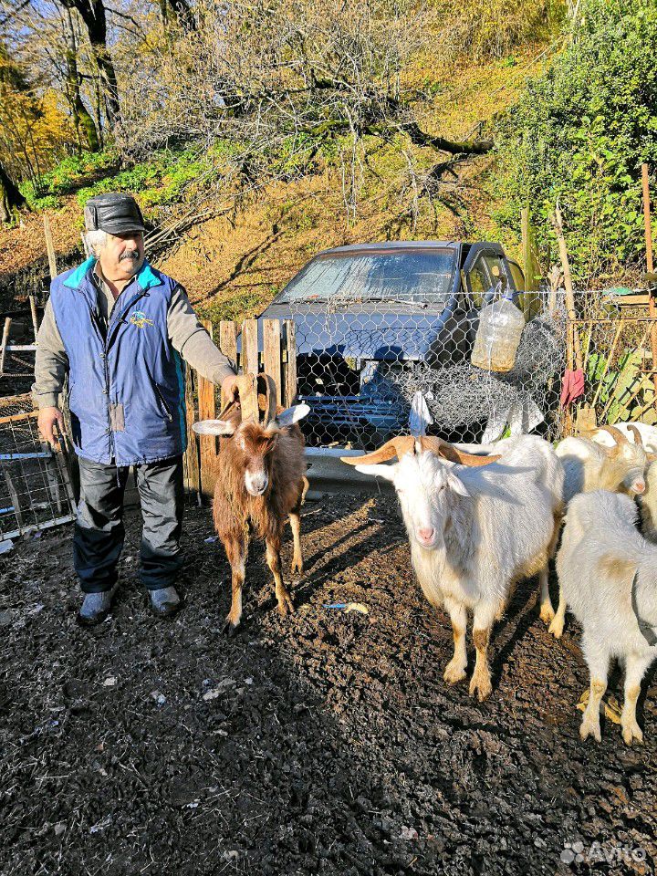 Бараны и козы купить на Зозу.ру - фотография № 4