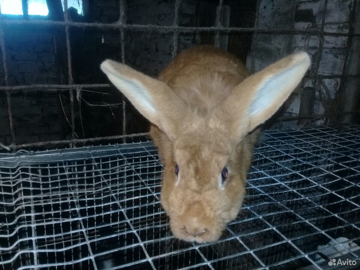 Кормушки для кролика кролиха тоже продается навази купить на Зозу.ру - фотография № 6