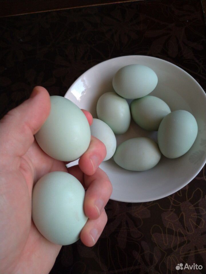 Инкубационное яйцо Легбар купить на Зозу.ру - фотография № 2