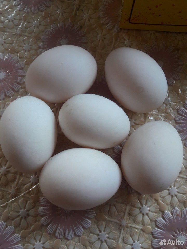 Яйца утиные инкубационные купить на Зозу.ру - фотография № 1