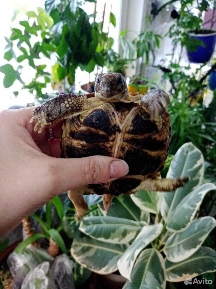 Сухопутная черепаха купить на Зозу.ру - фотография № 3