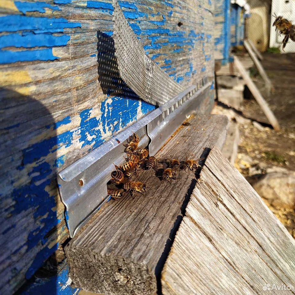 Продажа пчелосемей, рамок и т.д купить на Зозу.ру - фотография № 1