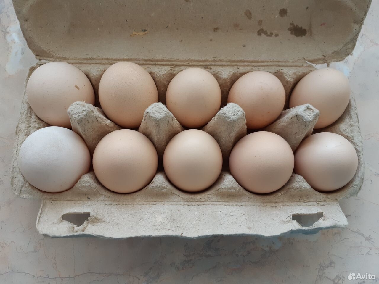 Инкубационное яйцо породы Бресс Гальский купить на Зозу.ру - фотография № 1