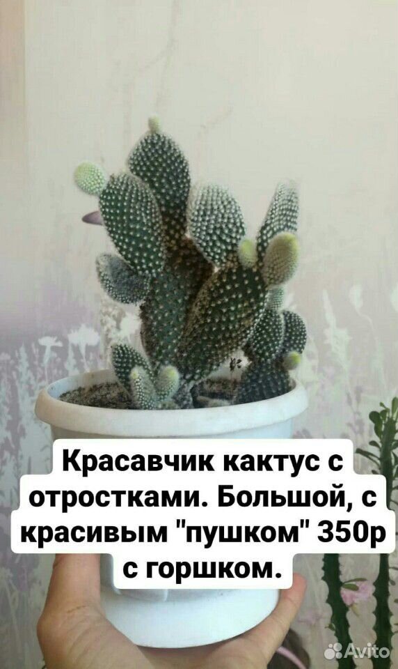 Молочай, юкка, авакадо, кактусы купить на Зозу.ру - фотография № 1