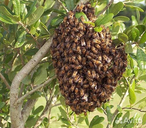 Пчёлы-Рой купить на Зозу.ру - фотография № 1