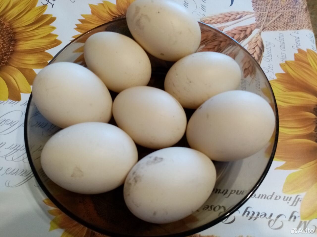 Яйцо инкубационное купить на Зозу.ру - фотография № 1
