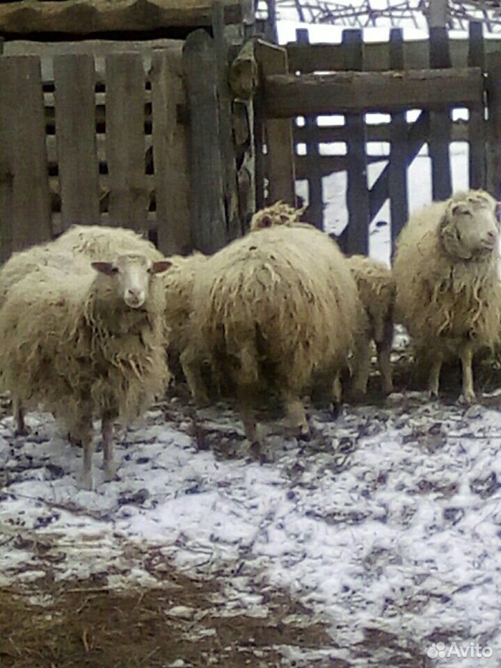 Продаются овцы с ягнятами можно без ягнят по 5000 купить на Зозу.ру - фотография № 1