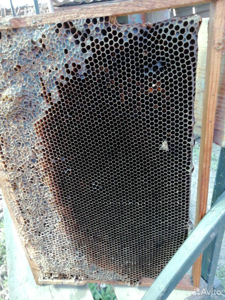 Пчелиная суш рамки купить на Зозу.ру - фотография № 1