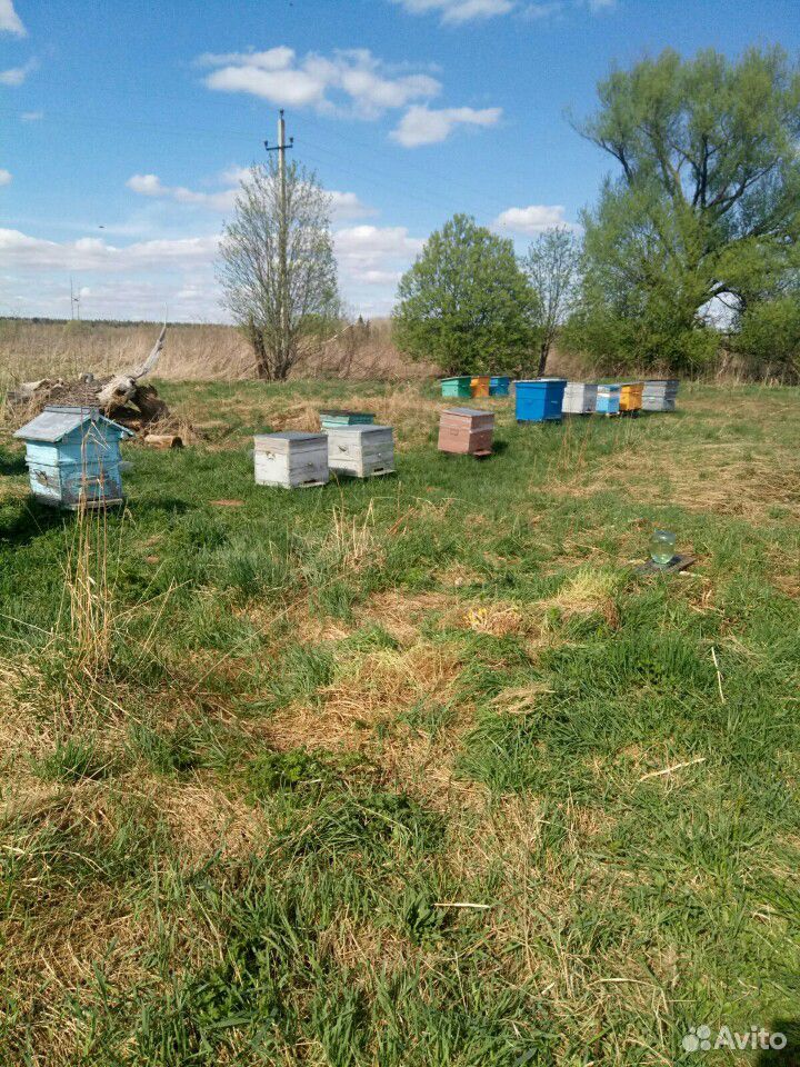Продам пчёл, пакеты, маток купить на Зозу.ру - фотография № 2