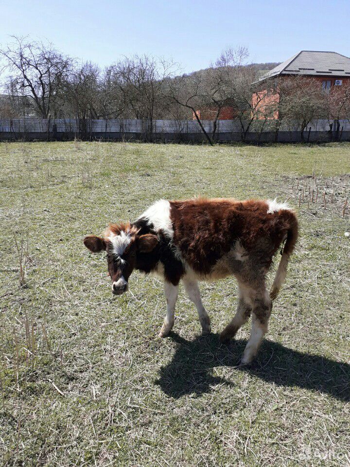 Скот (корова, бычок, теленок) купить на Зозу.ру - фотография № 4