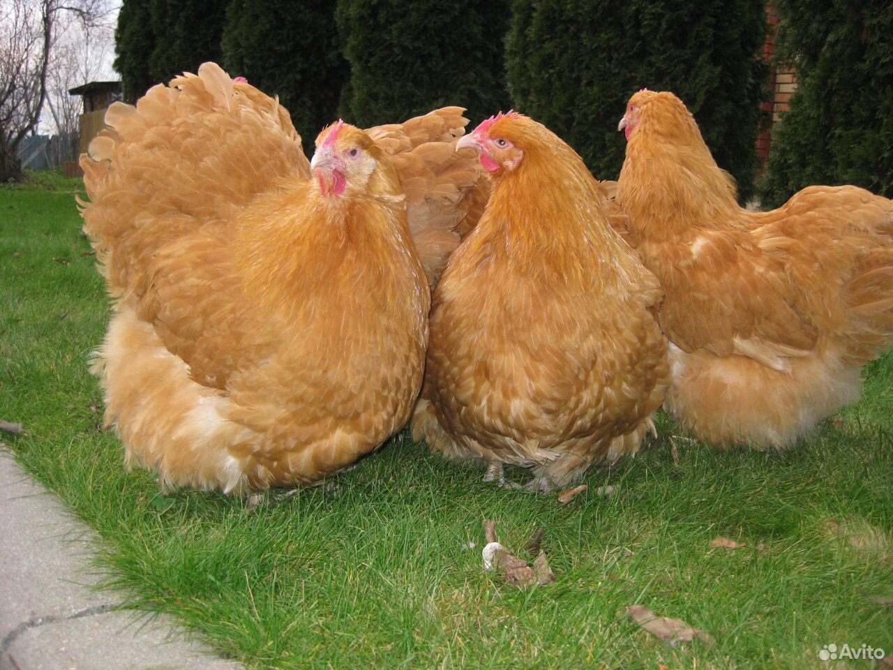 Породистые цыплята на заказ купить на Зозу.ру - фотография № 2