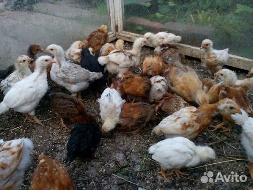 Цыплята 20 дней купить на Зозу.ру - фотография № 1