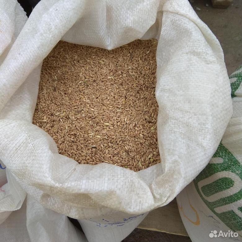 Комбикорм, пшеница,отрубя купить на Зозу.ру - фотография № 1