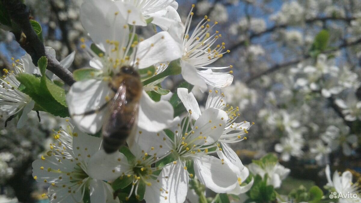 Пчелопакеты, пчелосемьи купить на Зозу.ру - фотография № 2
