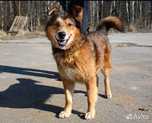 Рыжик пёс кобель собака купить на Зозу.ру - фотография № 1