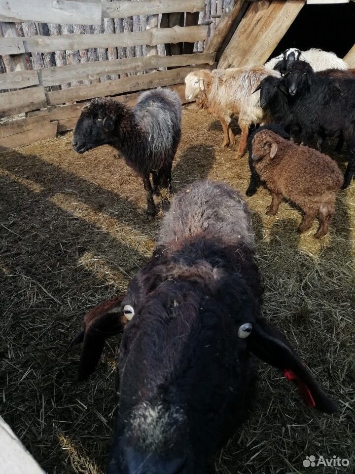 Курдючные овечки купить на Зозу.ру - фотография № 4