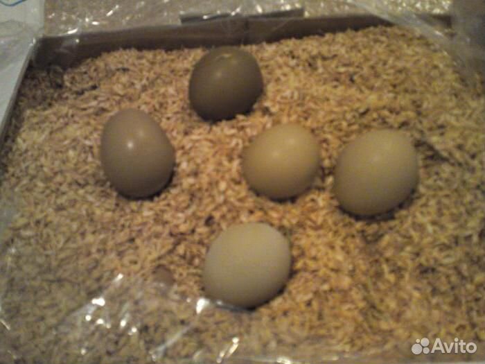 Яйца фазанов охотничьих, пищевые, инкубаторские купить на Зозу.ру - фотография № 2