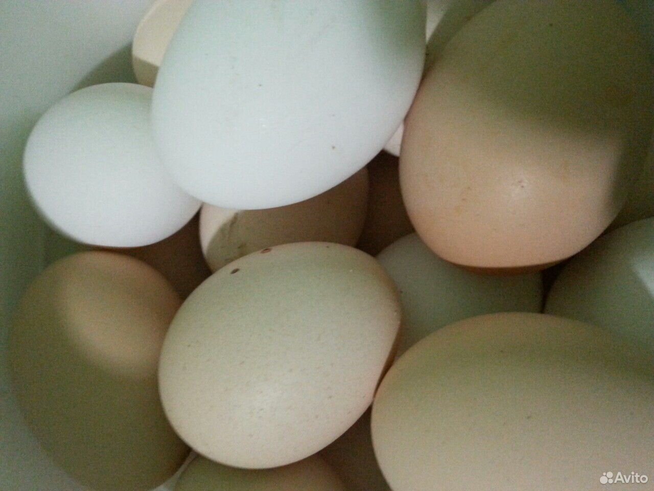 Куриное яйцо на инкубацию купить на Зозу.ру - фотография № 1