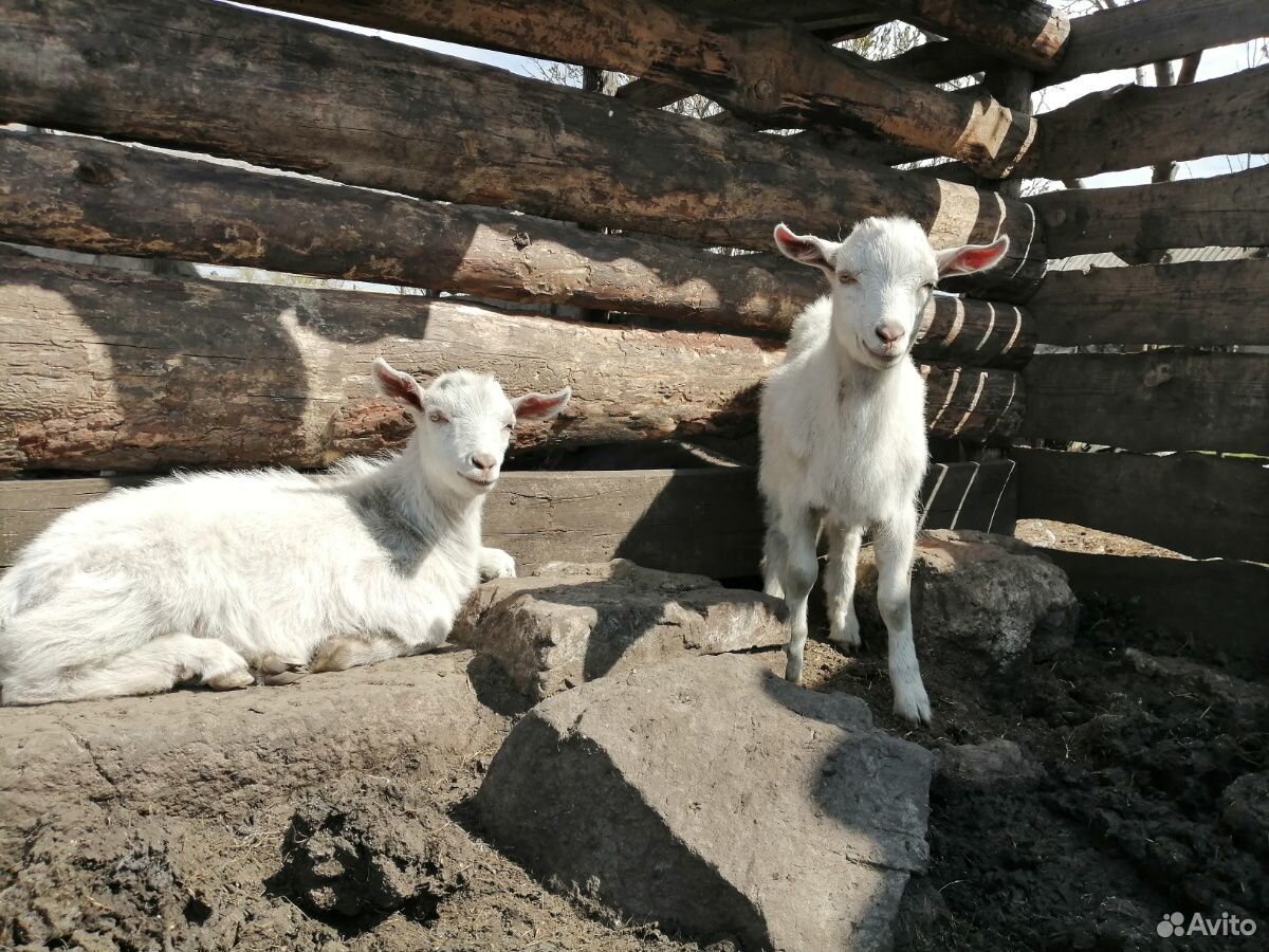 Овца.Козы и козлята купить на Зозу.ру - фотография № 7