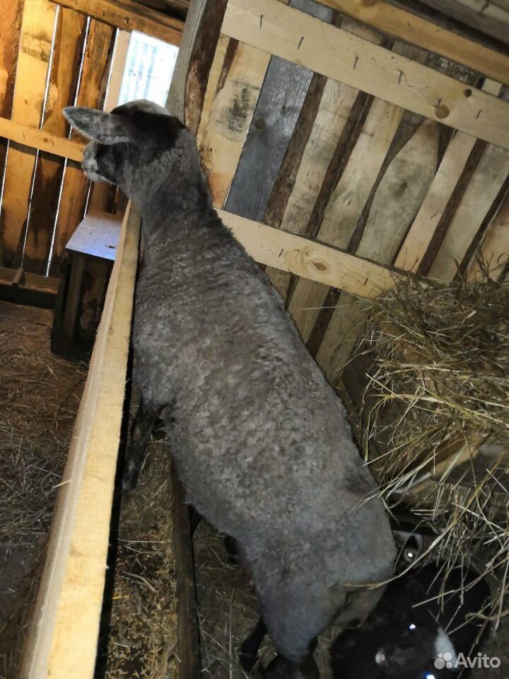 Овца с ягнятами купить на Зозу.ру - фотография № 2