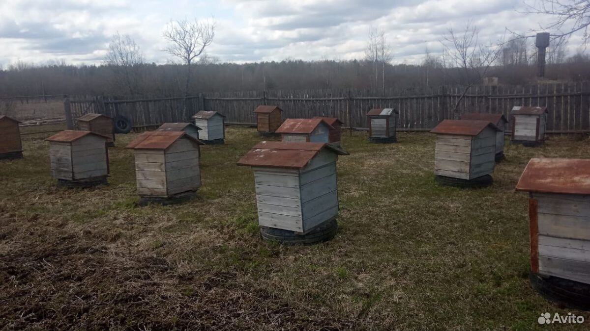 Продам улья с пчелами купить на Зозу.ру - фотография № 7