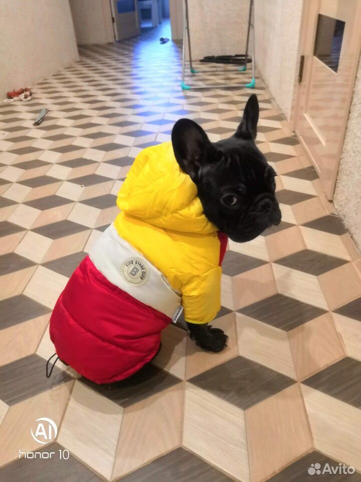 Зимняя куртка на собаку купить на Зозу.ру - фотография № 4