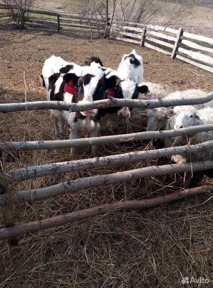 Телята, поросят, овечки с ягнятами купить на Зозу.ру - фотография № 2